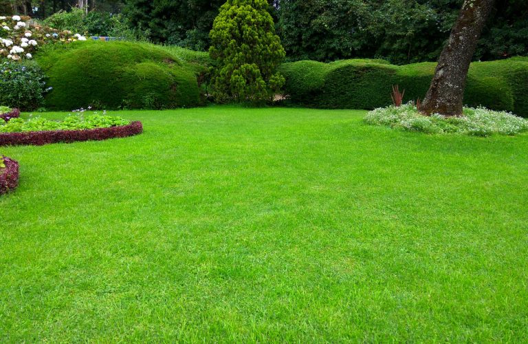 Élimination des taupes dans un jardin par un taupier Hainaut.
