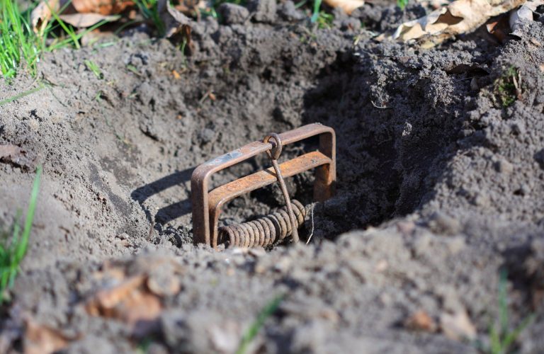 Service de taupier en Hainaut pour élimination des taupes.