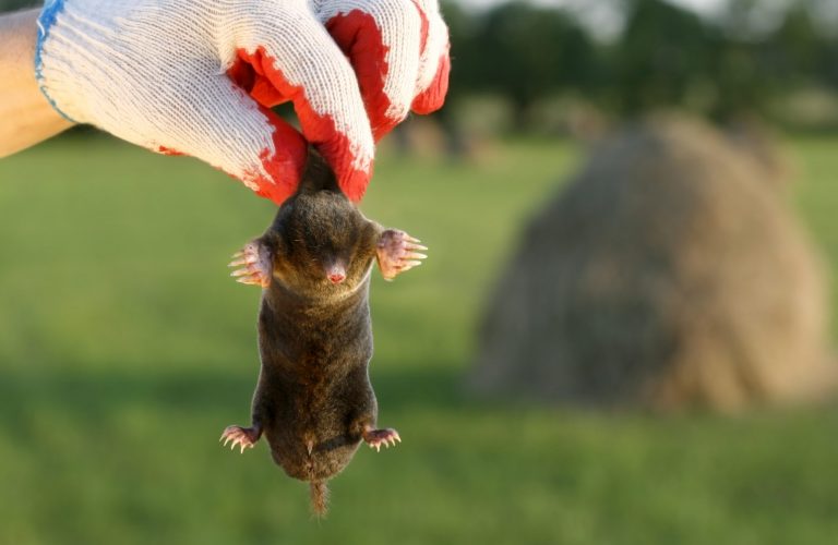 Un taupier pose un piège anti-taupes dans un jardin en Hainaut.